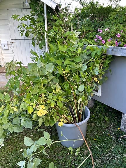Hallonplant