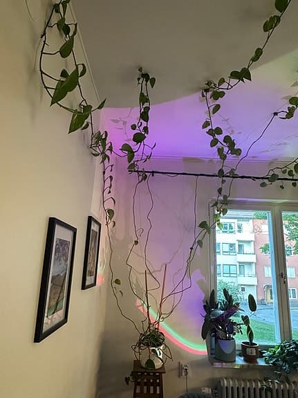 Stor klätterväxt / ampellilja med långa rankor
