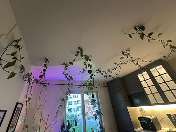 Stor klätterväxt / ampellilja med långa rankor
