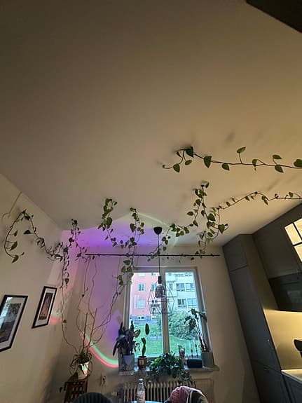 Stor klätterväxt / ampellilja med långa rankor