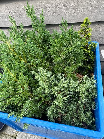 Barrväxter i kruka samt 10 småplantor