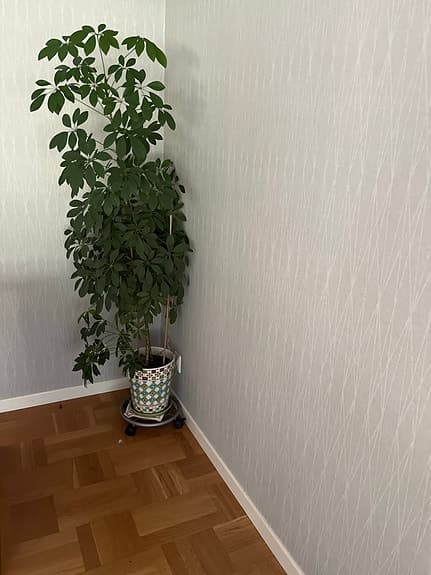 Grön krukväxt i dekorativ kruka