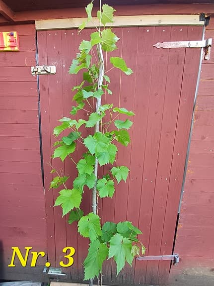 Vindruvsträd (vinranka). Ekologisk. 5 år gammal. 165+ cm.