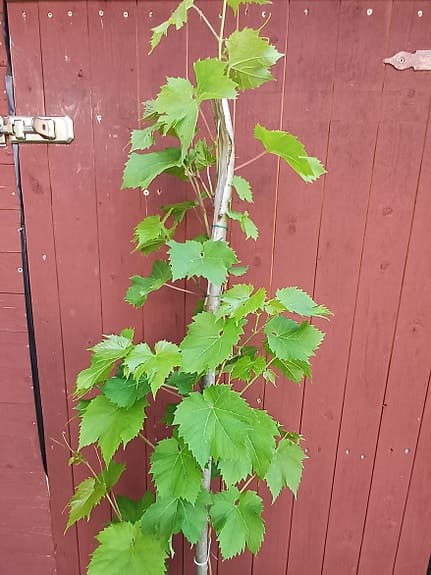 Vindruvsträd (vinranka). Ekologisk. 5 år gammal. 165+ cm.