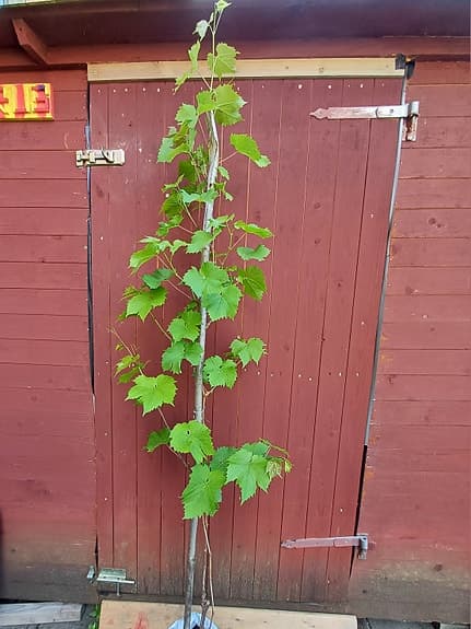 Vindruvsträd (vinranka). Ekologisk. 5 år gammal. 165+ cm.