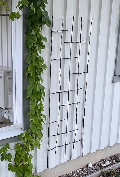 Svarta väggspaljéer för klätterväxter