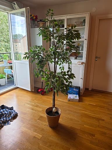 Stort & Fylligt Konstträd (Fikus) inkl. Snygg Korgkruka