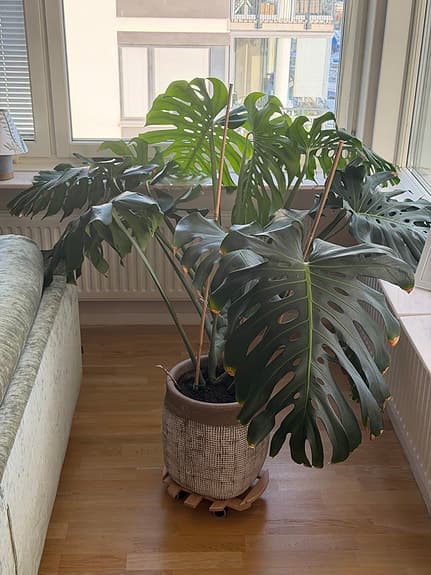 Stor monstera i kruka