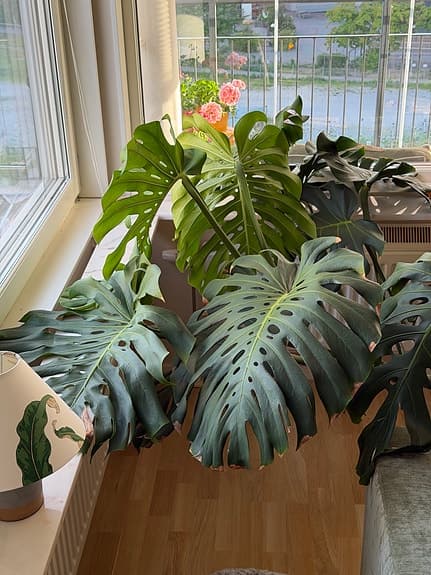 Stor monstera i kruka