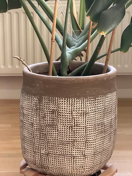 Stor monstera i kruka