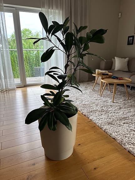 Grön stor krukväxt