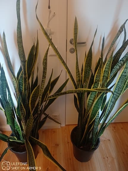 Krukväxter 250 kr- st
