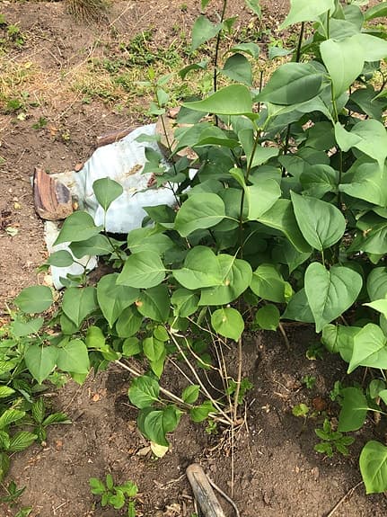 Syrénbuske plantor BORTSKÄNKES