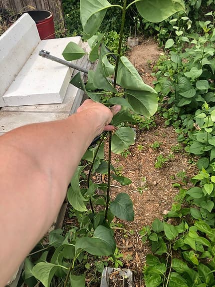 Syrénbuske plantor BORTSKÄNKES