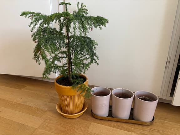 Svenskt tenn krukor Bergs Potter