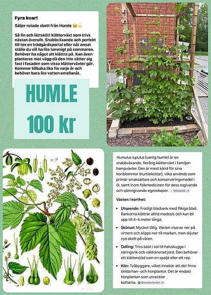 Humle planta klätterväxt