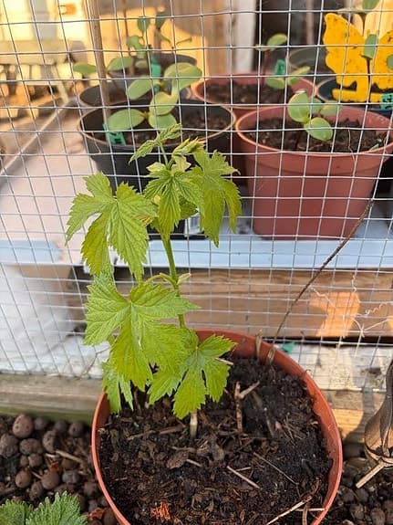 Humle planta klätterväxt