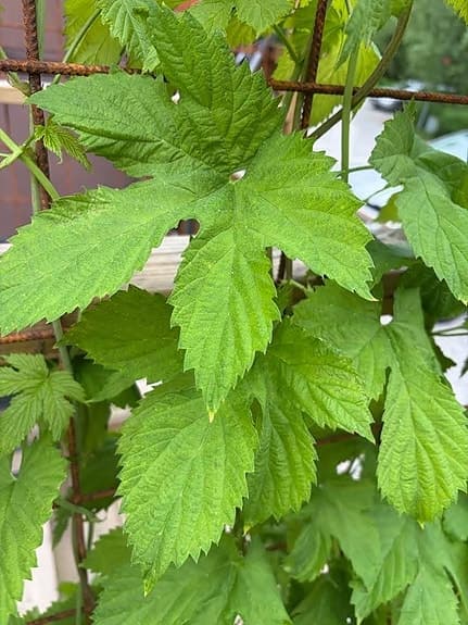 Humle planta klätterväxt