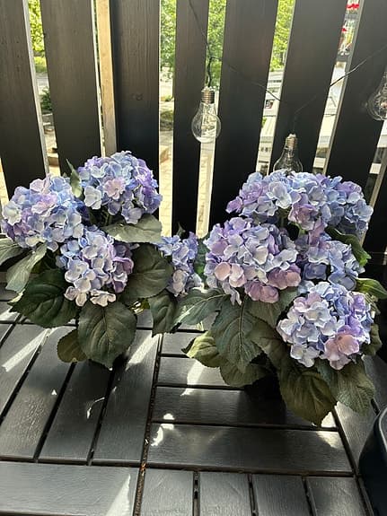 Blå/lila hortensia i kruka konstväxt