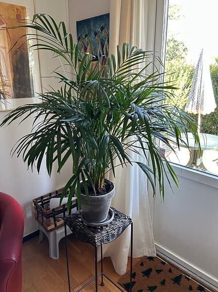 Stor Guldpalm i grå lerkruka med fat
