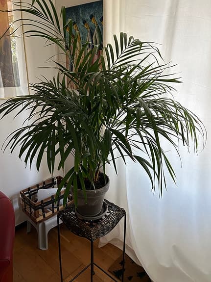 Stor Guldpalm i grå lerkruka med fat
