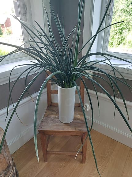 Sansevieria krukväxt i vit kruka