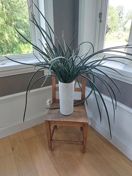 Sansevieria krukväxt i vit kruka
