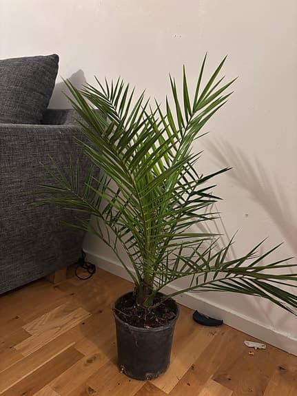 Grön palm i kruka inomhusväxt