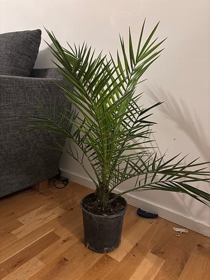 Grön palm i kruka inomhusväxt