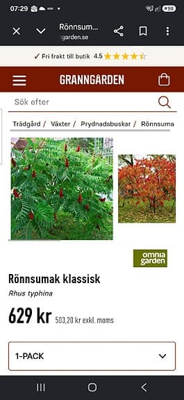 Rönnsumak 3 stora skott och ett "träd"