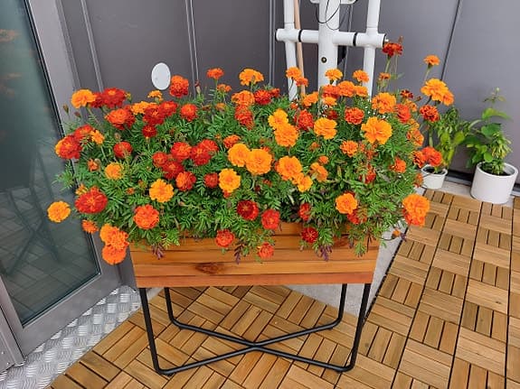 Fina blomkrukor till trädgården