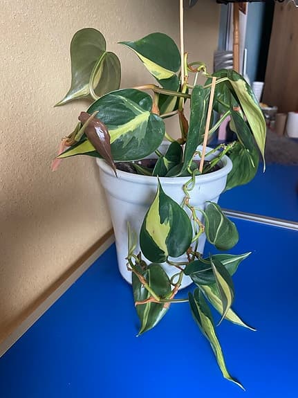 Krukväxt philodendron i vit kruka
