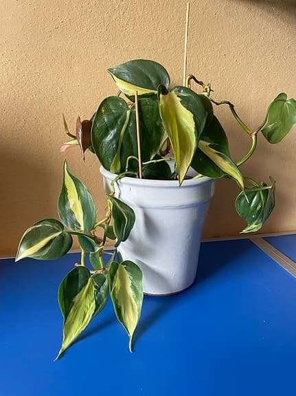 Krukväxt philodendron i vit kruka