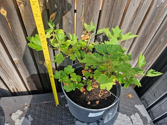 Vinbärsbuske, rosa vinbär "Aili", i 10 L kruka.