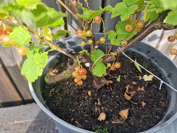 Vinbärsbuske, rosa vinbär "Aili", i 10 L kruka.