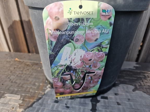 Vinbärsbuske, rosa vinbär "Aili", i 10 L kruka.