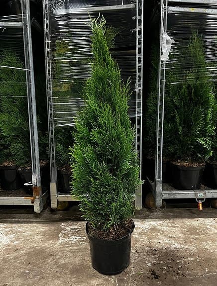 Thuja smaragd 80-100cm krukodlade