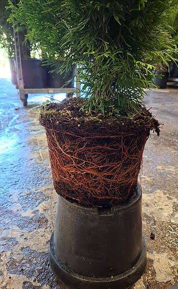 Thuja smaragd 80-100cm krukodlade