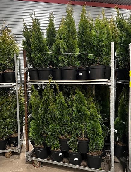 Thuja smaragd 80-100cm krukodlade