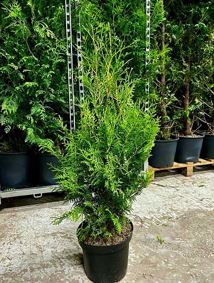 Thuja Brabant 80–100 cm Krukodlade