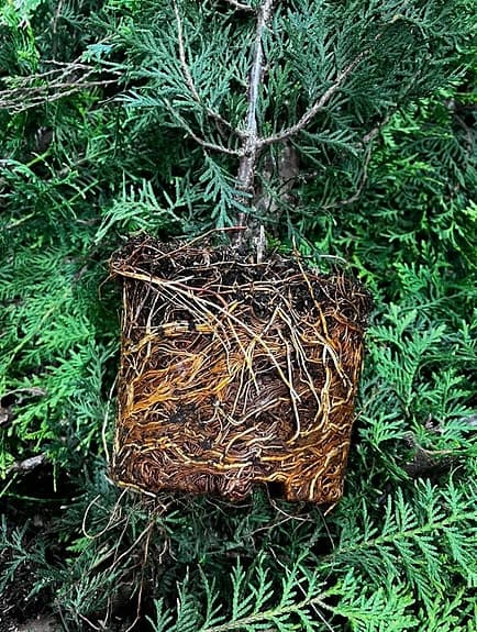 Thuja Brabant 80–100 cm Krukodlade