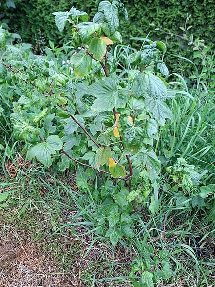 Vinbärsbuske svarta Öjebynplanta grön