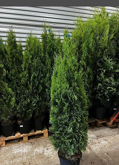 Thuja Smaragd 140-160cm krukodlade