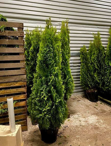 Thuja Smaragd 160-180cm Krukodlade