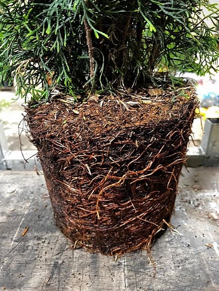 Thuja Smaragd 160-180cm Krukodlade