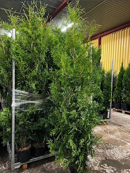Thuja Brabant 160-180cm krukodlade