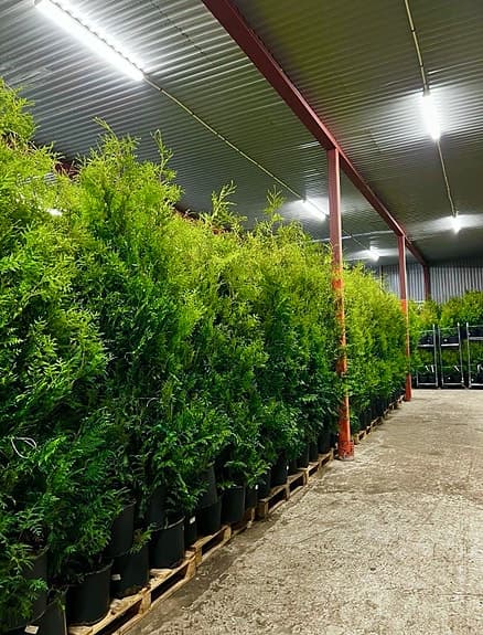 Thuja Brabant 180-200cm krukodlade