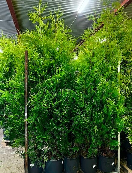 Thuja Brabant 180-200cm krukodlade