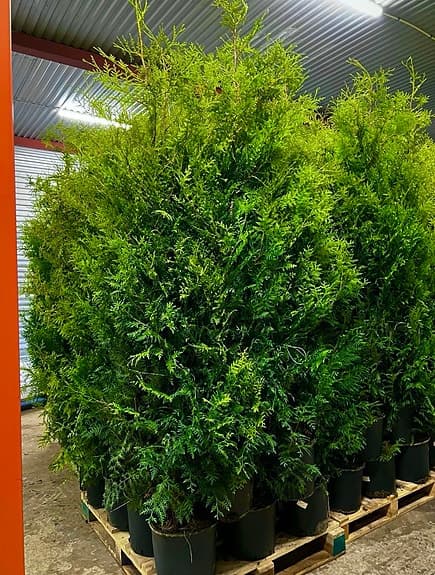 Thuja Brabant 180-200cm krukodlade