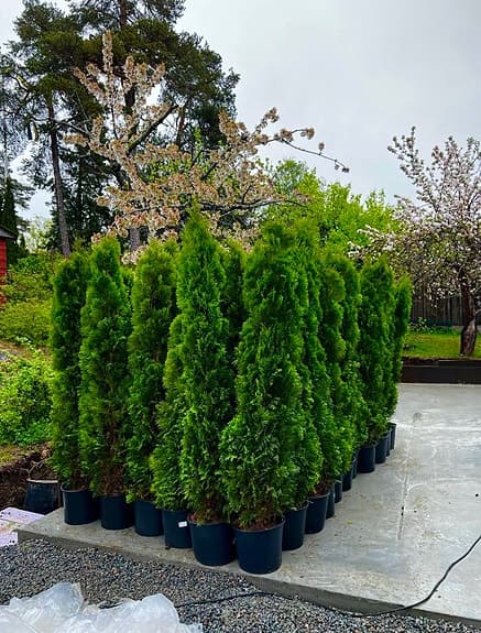 Thuja Smaragd 200-220cm krukodlade